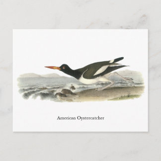 Cartão Postal American Oystercatches, John Audubon