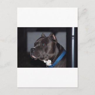 Cartão Postal American Pit Bull Terrier