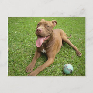 Cartão Postal american pit bull terrier com brinquedo