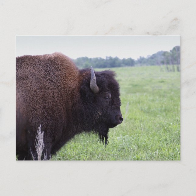 Cartão postal American Plains Buffalo Bison (Frente)