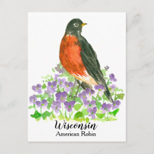 Cartão Postal American Robin State Bird de Wisconsin