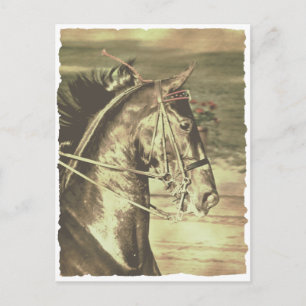 Cartão Postal American Saddlepura Faux Vintage