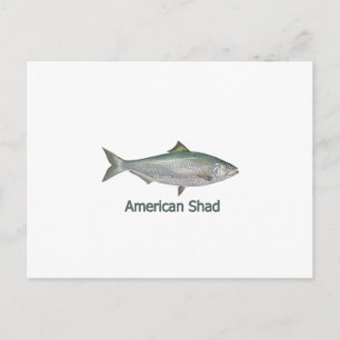 Cartão Postal American Shad (em título)
