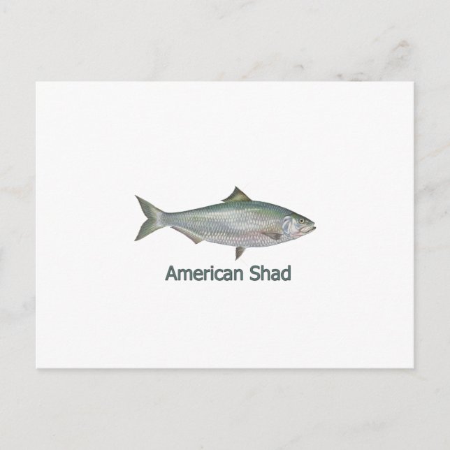 Cartão Postal American Shad (em título) (Frente)
