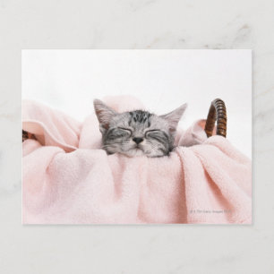 Cartão Postal American Shorthair Cat