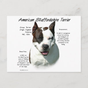 Cartão Postal American Staffordshire Terrier History,