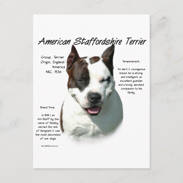 Cartão Postal American Staffordshire Terrier History, (Frente)