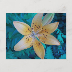 Cartão Postal American Tiger Lily