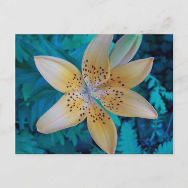 Cartão Postal American Tiger Lily (Frente)