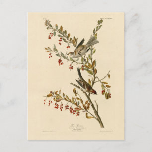 Cartão Postal American Tree Sparrow, Pássaros da América de Audu