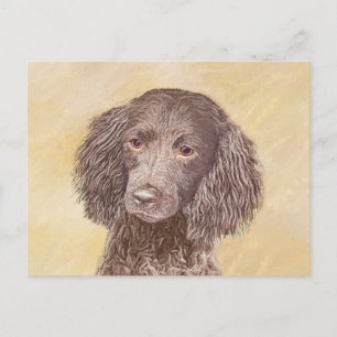 Cartão Postal American Water Spaniel Painting - Arte Original de