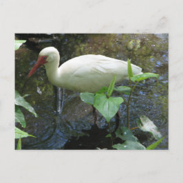 Cartão Postal American White Ibis