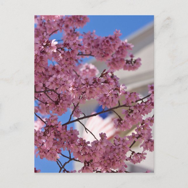 Cartão Postal Americana Sakura Cherry Blossoms (Frente)