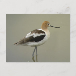 Cartão postal americano Avocet