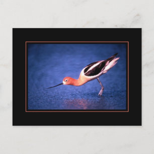 Cartão postal americano Avocet