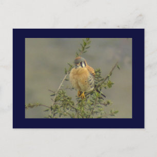 Cartão postal americano Kestrel 1