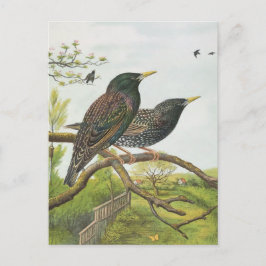 Cartão Postal Amido comum