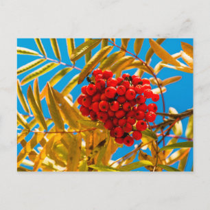 Cartão Postal Amieiro-vermelho