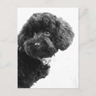 Cartão Postal Amigo Adorável