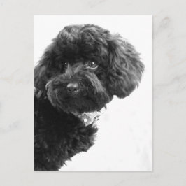 Cartão Postal Amigo Adorável