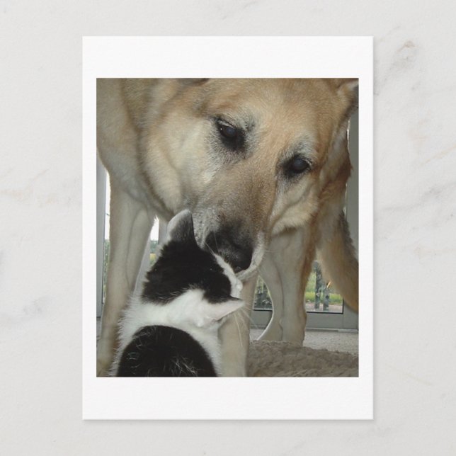 Cartão Postal Amigo do german shepherd e Gatinho (Frente)