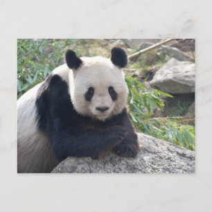 Cartão Postal Amigo Giant Panda