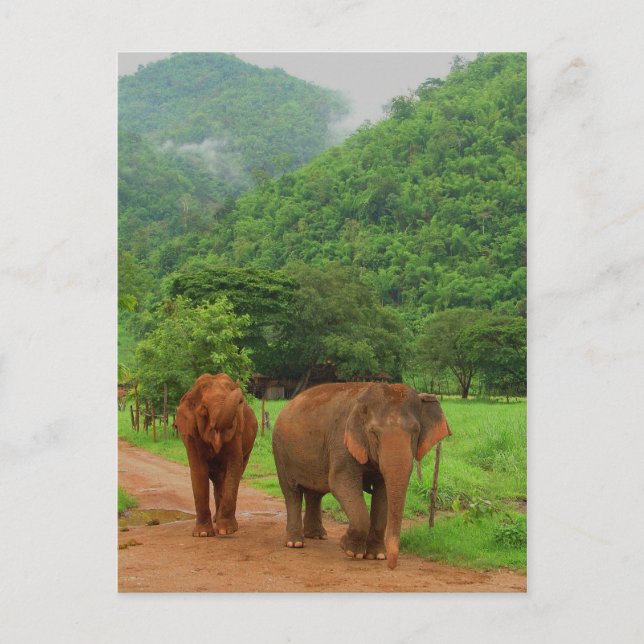 Cartão Postal Amigos (Frente)