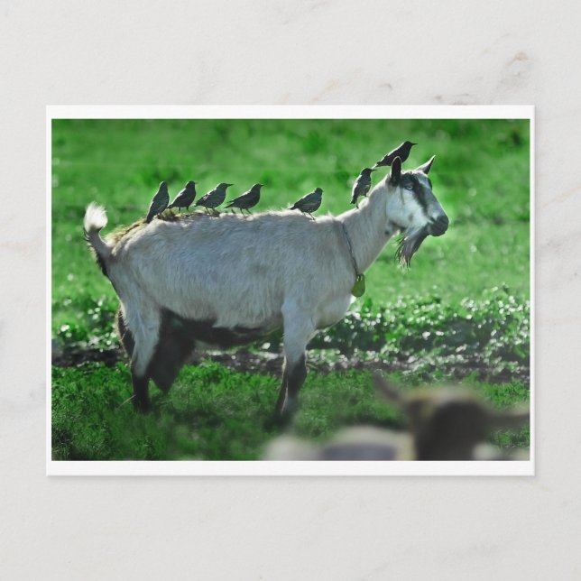 Cartão Postal Amigos (Frente)