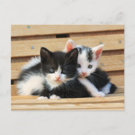 Cartão Postal Amigos Adoráveis do Kitten