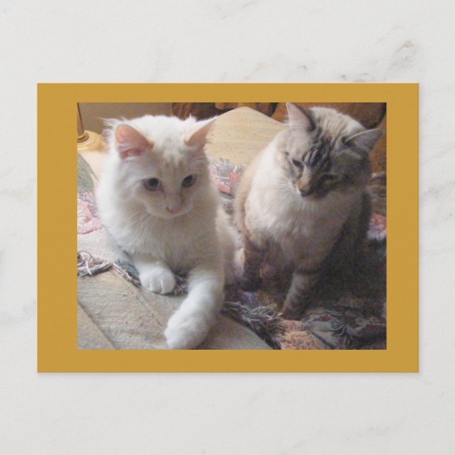 Cartão Postal Amigos alegres (Frente)