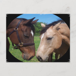 Cartão Postal Amigos de cavalos