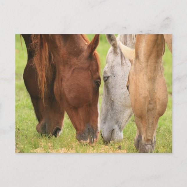 Cartão Postal Amigos de cavalos (Frente)