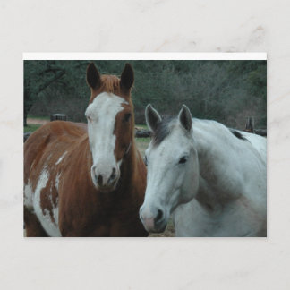 Cartão Postal Amigos de cor diferente