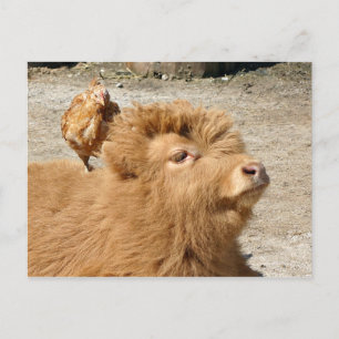 Cartão Postal Amigos do Barnyard