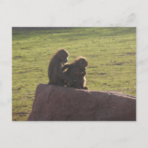 Cartão Postal Amigos do Dinheiro