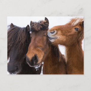 Cartão Postal Amigos dos Cavalos Islandeses, Islândia