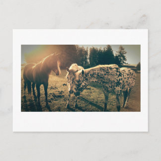 Cartão Postal Amigos nas estradas rurais