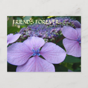 Cartão Postal AMIGOS PARA SEMPRE! Placas de posto Hydrangea Flow