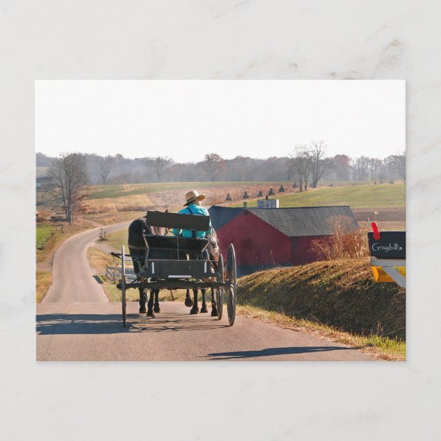 Cartão Postal Amish Boy dirige o Open Buggy (Frente)