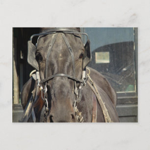 Cartão Postal Amish Buggy Horse