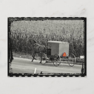 Cartão Postal Amish Buggy Monocromo