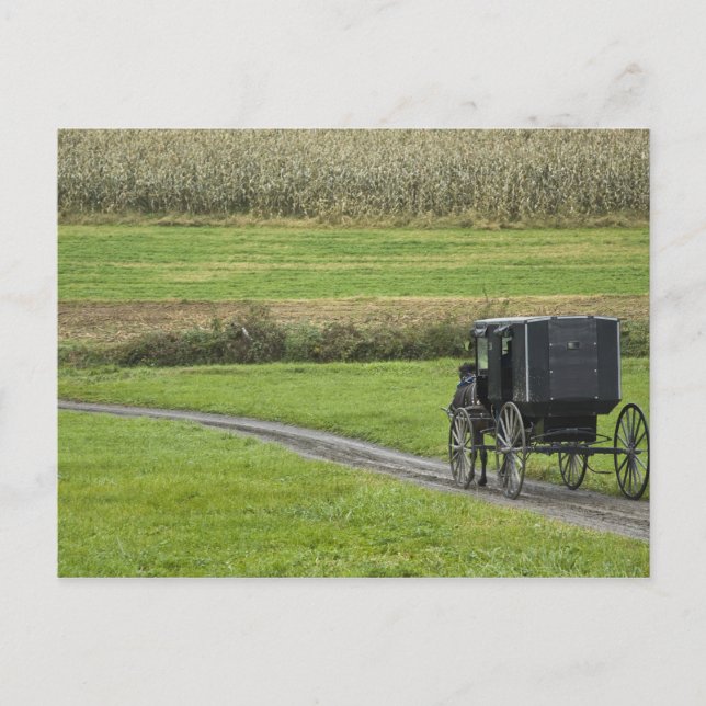 Cartão Postal Amish buggy na pista de fazenda, NortheEast Ohio, (Frente)