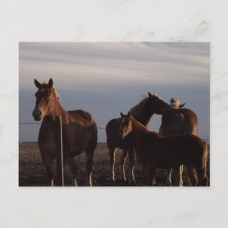 Cartão Postal Amish Draft Hors no Cartão-postal Sunset