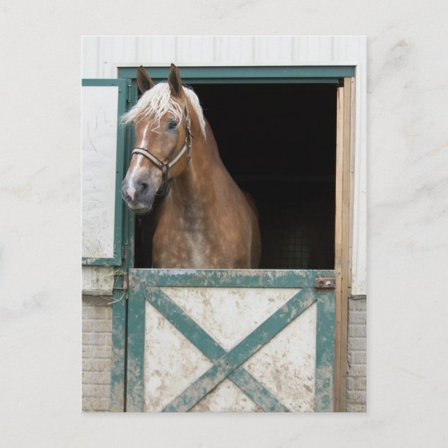 Cartão Postal Amish Horse (Frente)