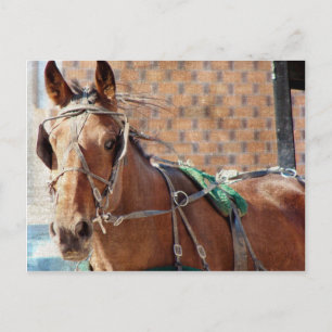 Cartão Postal Amish Horse