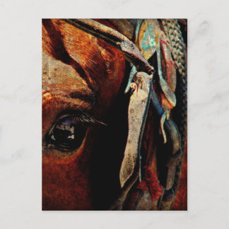 Cartão Postal Amish Horse Eye