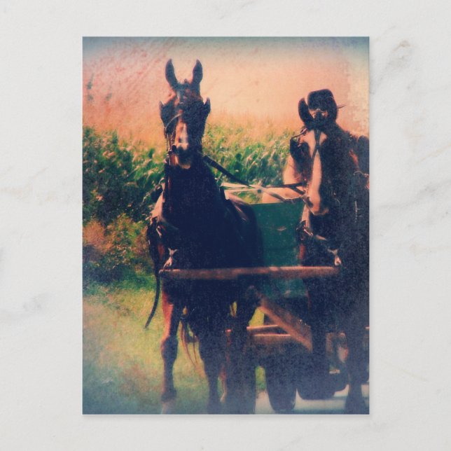 Cartão Postal Amish Horse Team (Frente)