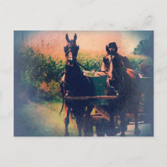 Cartão Postal Amish Horse Team (Frente)