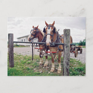 Cartão Postal Amish Team no Posto Hitching