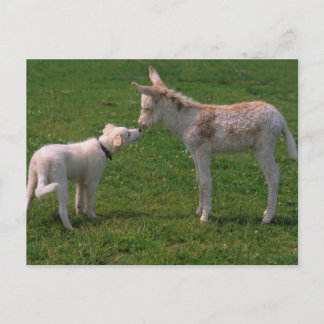 Cartão Postal Amizade de animal, burro jovem com cão,